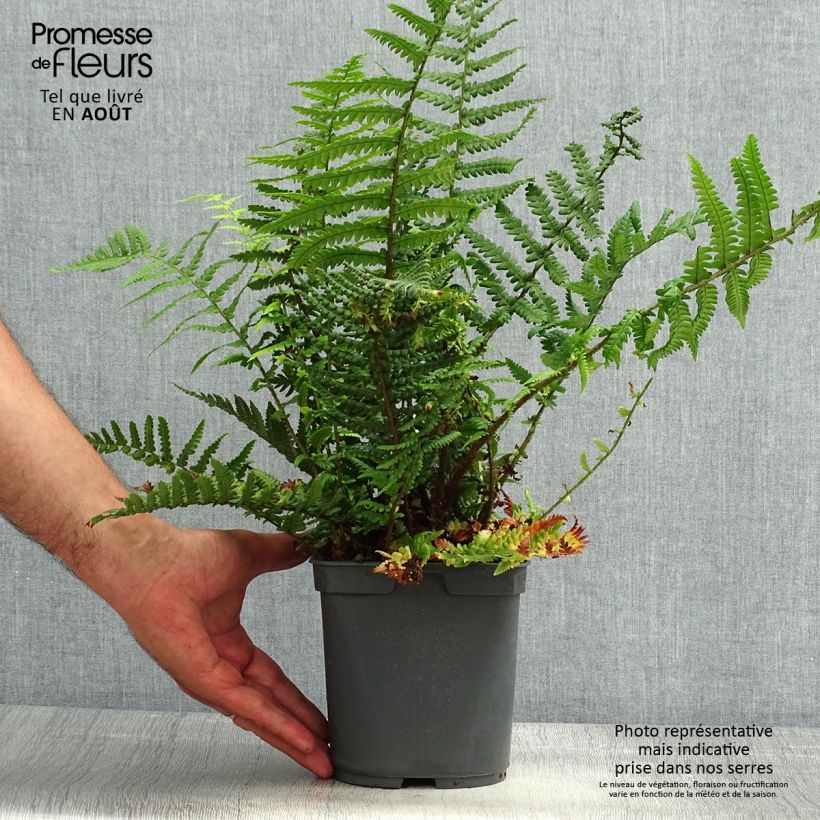 Spécimen de Dryopteris affinis - Fougère Pot de 2L/3L tel que livré en été