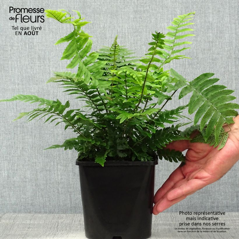 Spécimen de Dryopteris atrata ou cycadina - Fougère Pot de 2L/3L tel que livré en été