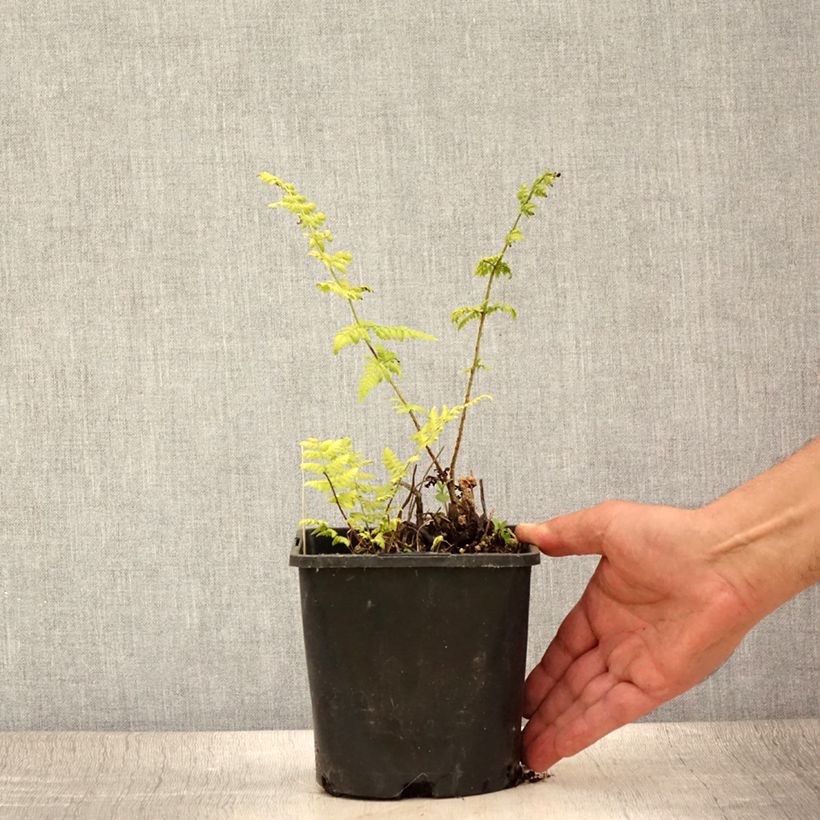 Spécimen de Dryopteris carthusiana - Fougère ou Dryoptéride des chartreux Pot de 2L/3L tel que livré en été