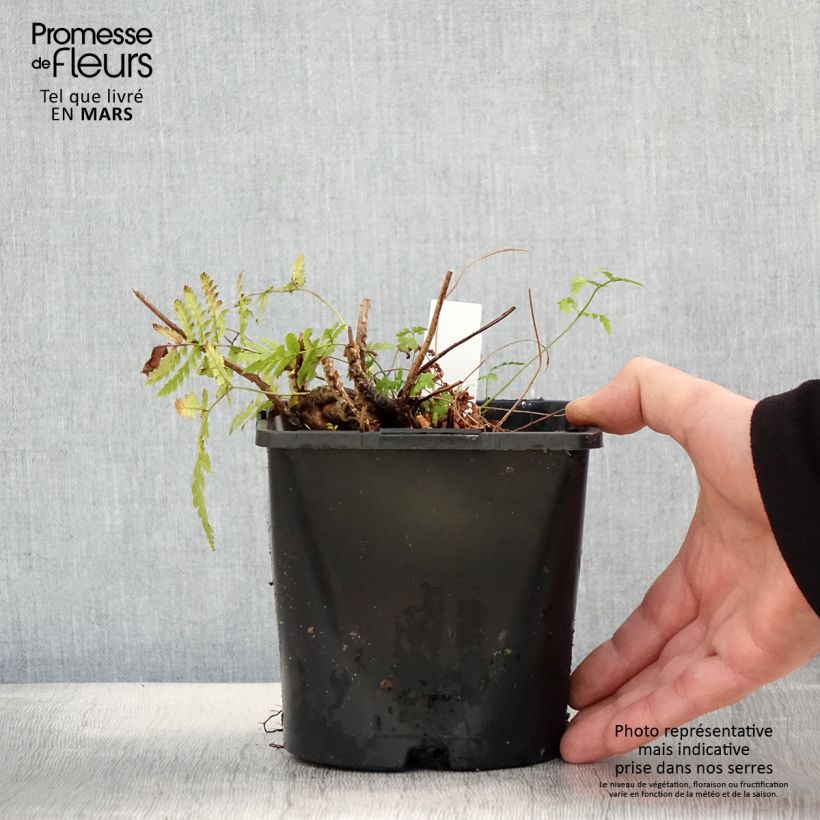 Spécimen de Dryopteris carthusiana - Fougère ou Dryoptéride des chartreux - Pot de 2L/3L tel que livré au printemps