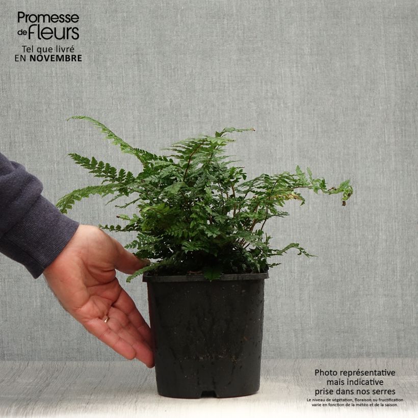 Spécimen de Dryopteris championii - Fougère persistante Pot de 2L/3L tel que livré en automne