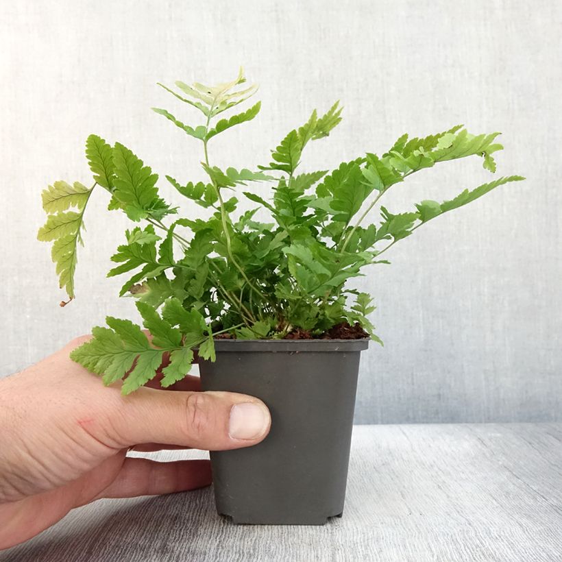 Spécimen de Dryopteris clintoniana - Fougère Godet de 8/9 cm tel que livré en automne