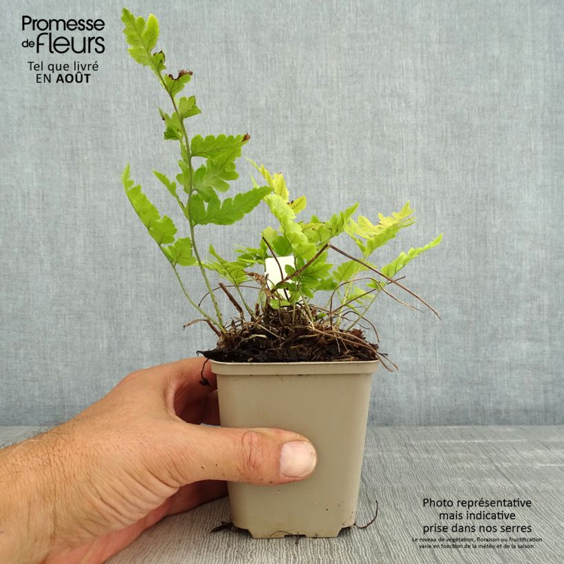 Spécimen de Dryopteris clintoniana - Fougère Godet de 8/9 cm tel que livré en été