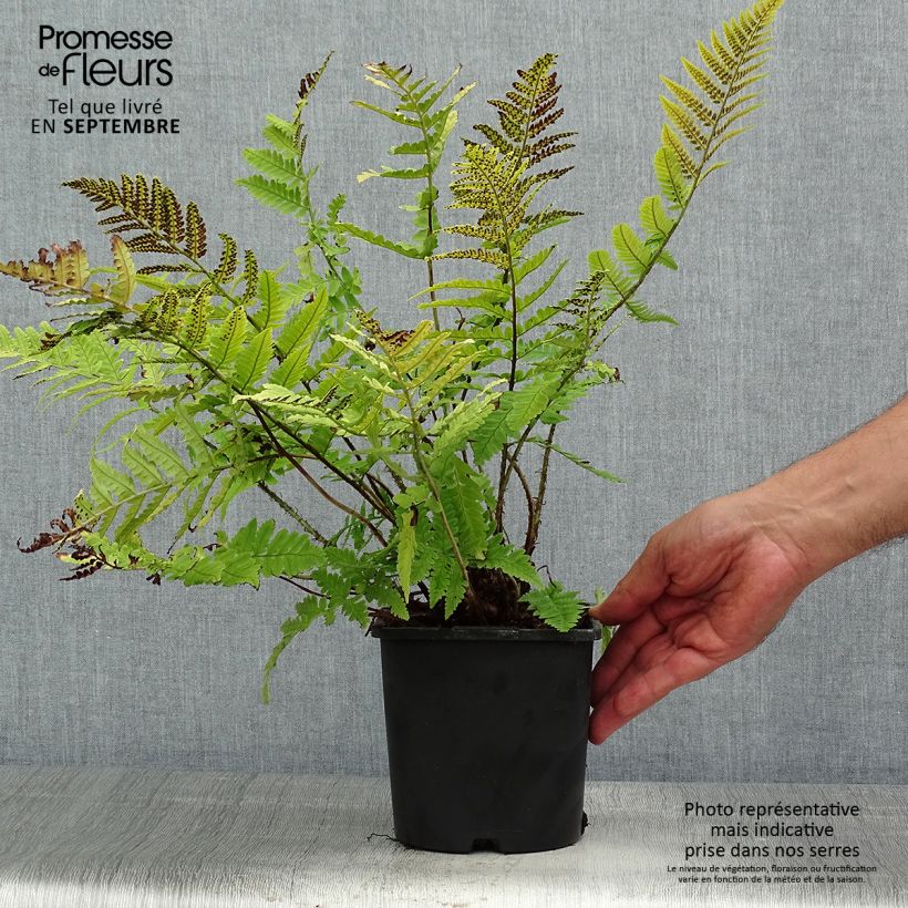 Spécimen de Dryopteris coreano-montana - Fougère tel que livré en ete