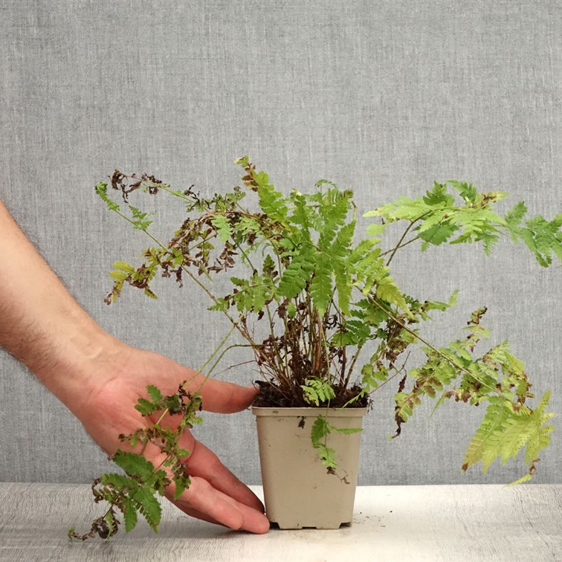 Spécimen de Dryopteris dilatata Crispa Whiteside - Fougère Godet de 8/9 cm tel que livré en été
