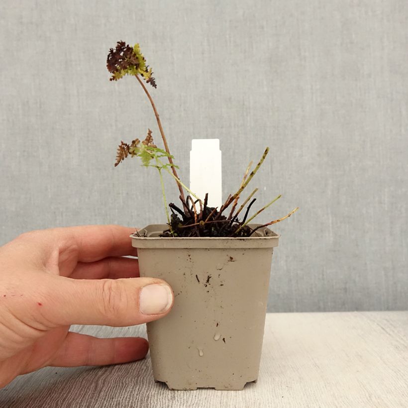 Spécimen de Dryopteris dilatata Crispa Whiteside - Fougère Godet de 9cm tel que livré au printemps