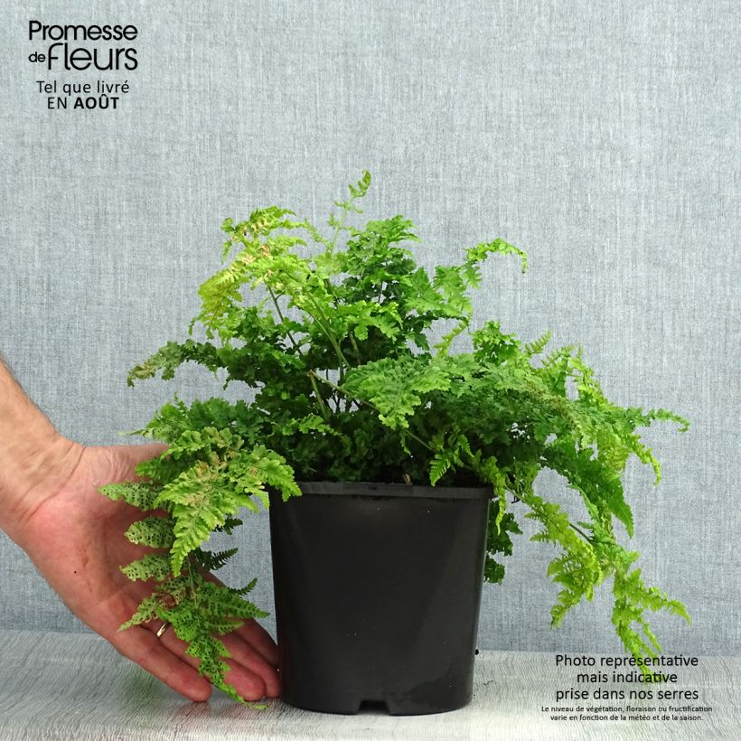 Spécimen de Dryopteris dilatata Crispa Whiteside - Fougère Pot de 2L/3L tel que livré en été