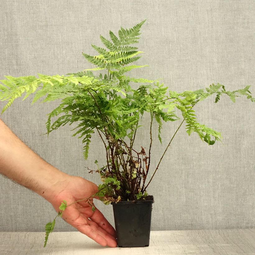 Spécimen de Dryopteris dilatata - Fougère dilatée Godet de 8/9 cm tel que livré en été