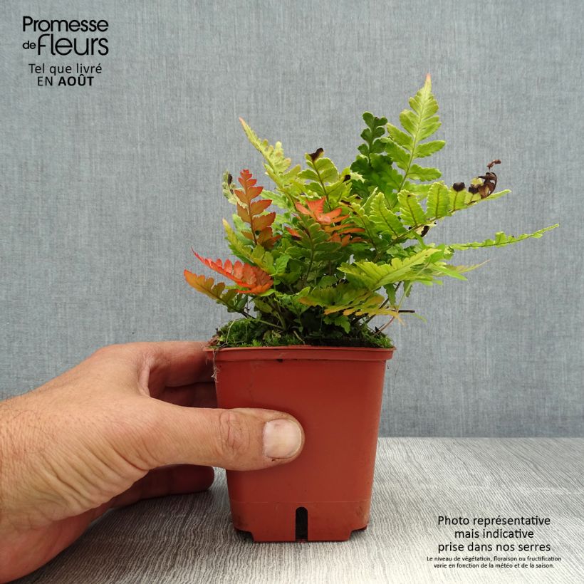 Spécimen de Dryopteris erythrosora Prolifica - Fougère à sores rouges  Godet de 8/9 cm tel que livré en été