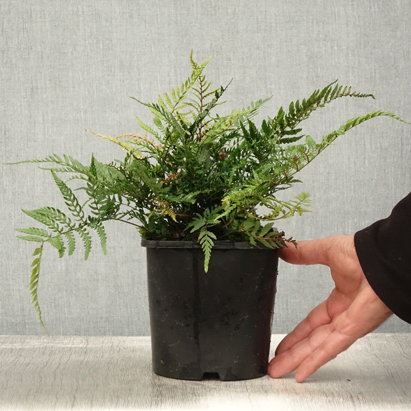 Spécimen de Dryopteris erythrosora Prolifica - Fougère à sores rouges  Pot de 2L/3L tel que livré en automne