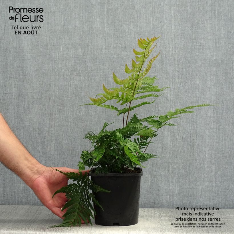 Spécimen de Dryopteris erythrosora Prolifica - Fougère à sores rouges  Pot de 2L/3L tel que livré en été