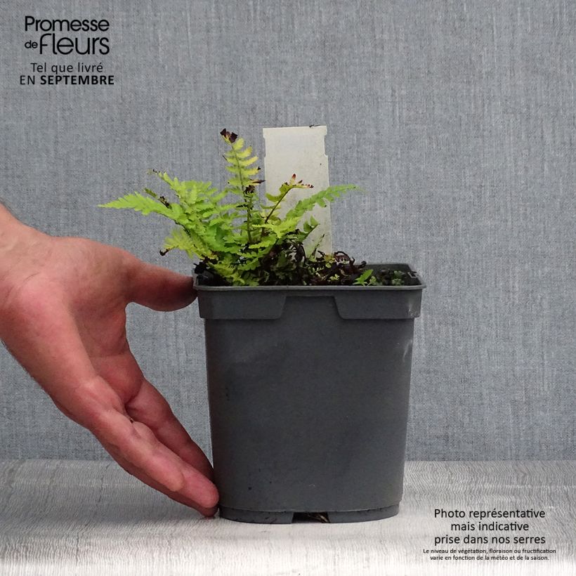 Spécimen de Dryopteris filix-mas - Fougère mâle Pot de 2L/3L tel que livré en été