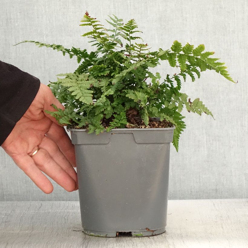 Spécimen de Dryopteris filix-mas - Fougère mâle Pot de 2L/3L tel que livré au printemps