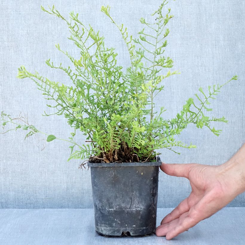 Spécimen de Dryopteris filix-mas Linearis Polydactyla - Fougère mâle Pot de 2L/3L tel que livré en été