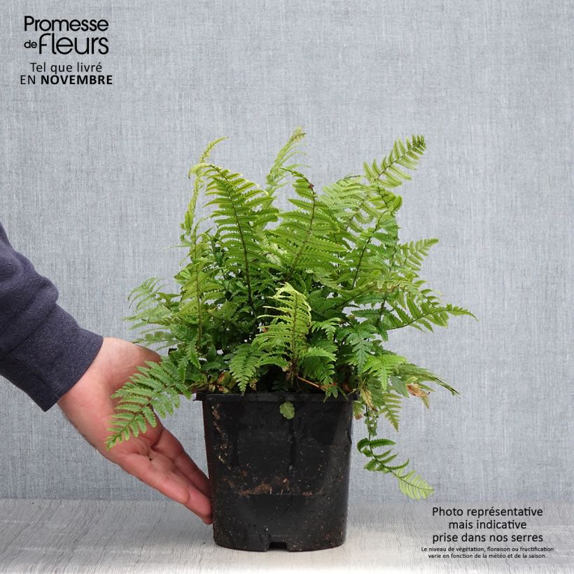 Spécimen de Dryopteris kuratae - Fougère Pot de 2L/3L tel que livré en automne