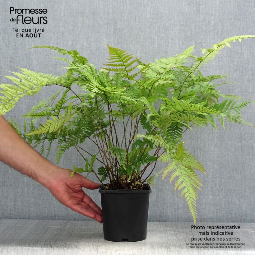 Spécimen de Dryopteris lepidopoda - Fougère Pot de 2L/3L tel que livré en été