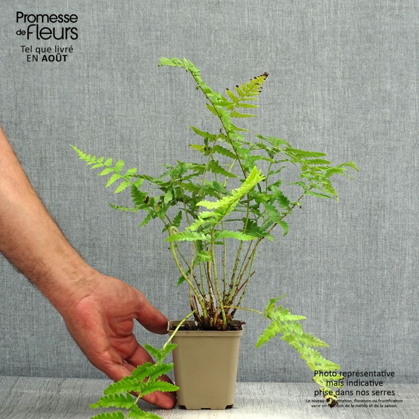 Spécimen de Dryopteris ludoviciana - Fougère Godet de 8/9 cm tel que livré en été