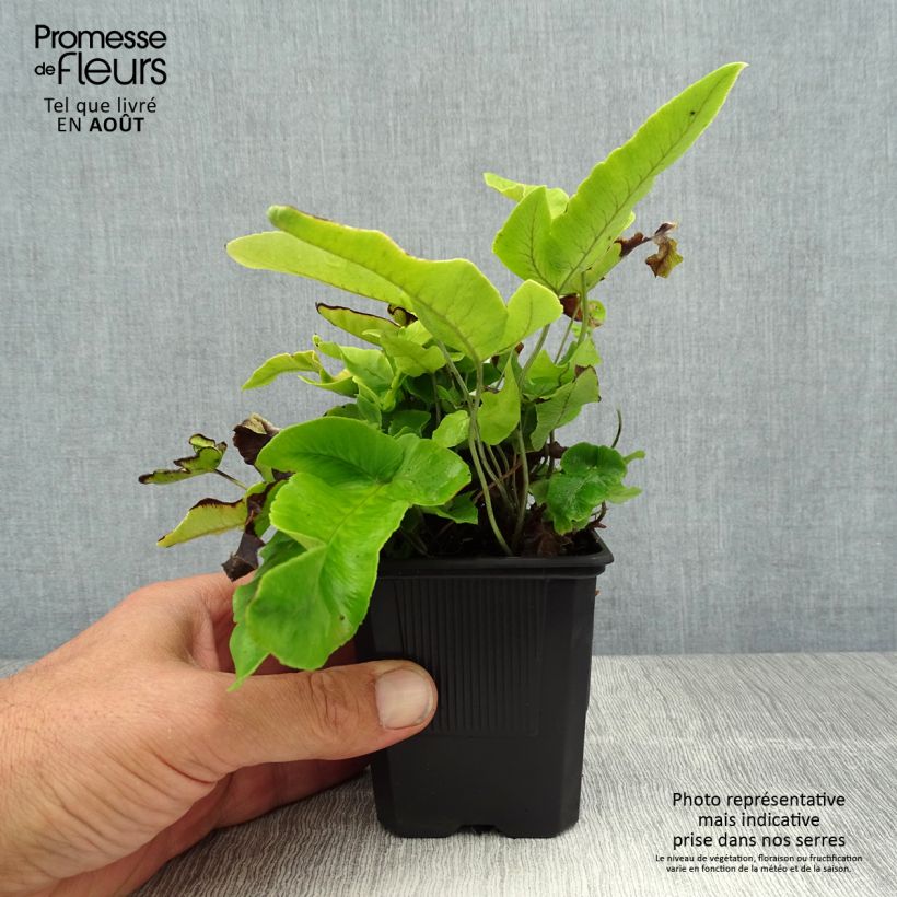 Spécimen de Dryopteris sieboldii - Fougère  Godet de 8/9 cm tel que livré en été