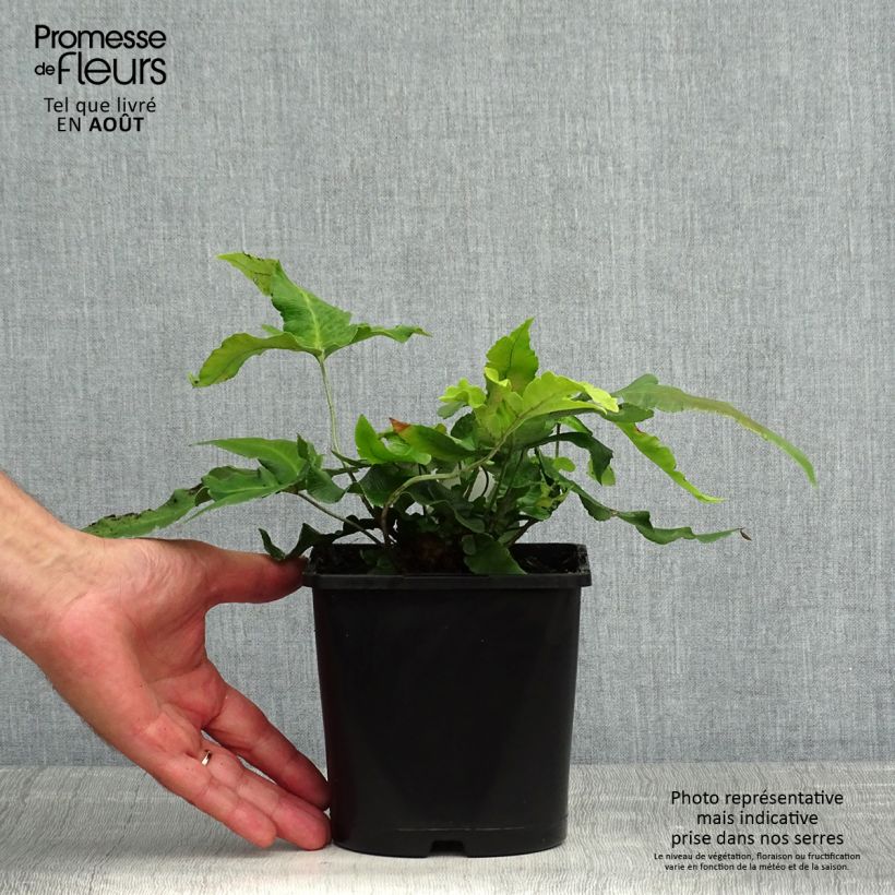 Spécimen de Dryopteris sieboldii - Fougère  Pot de 2L/3L tel que livré en été