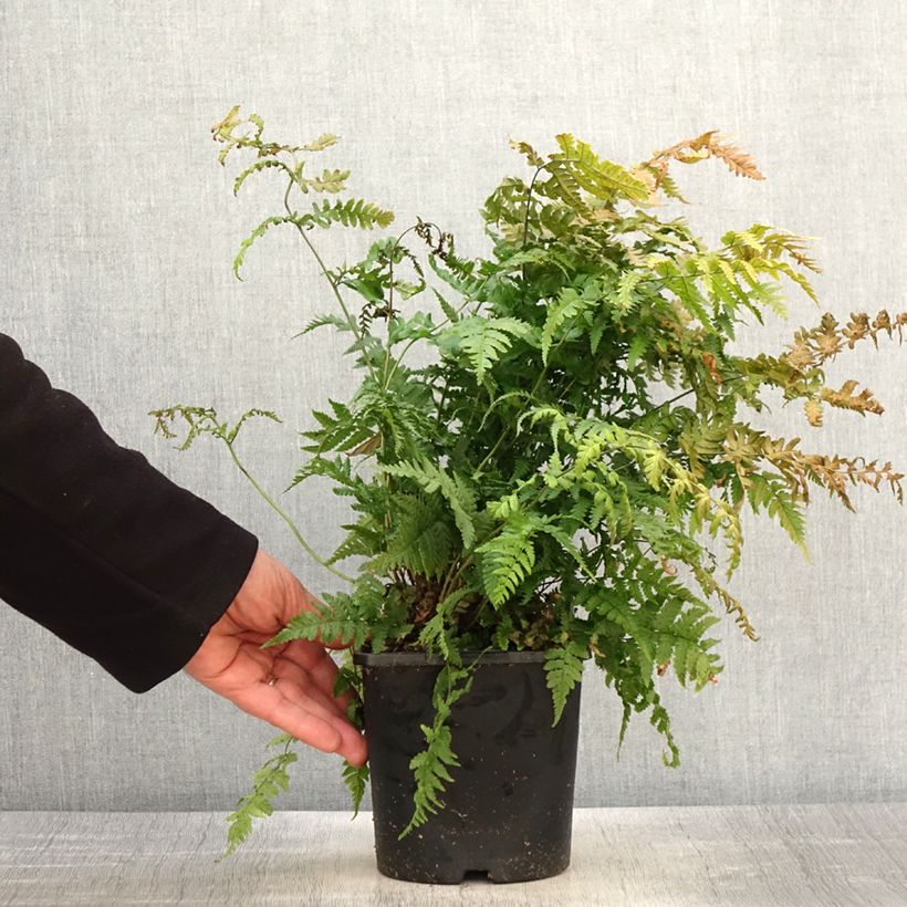 Spécimen de Dryopteris stewartii - Fougère - Pot de 2L/3L tel que livré au printemps