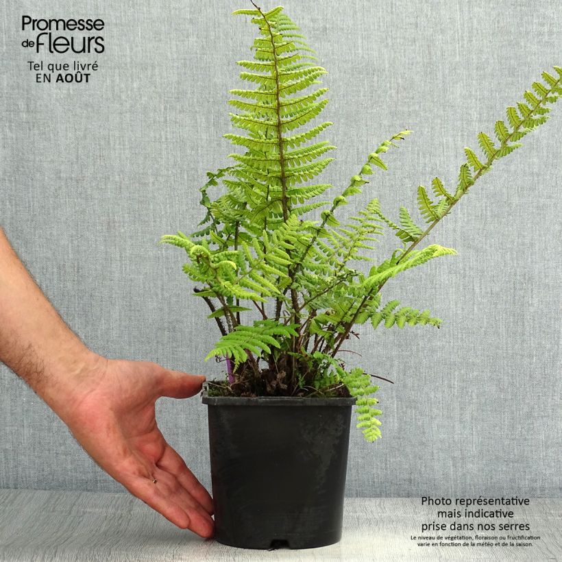 Spécimen de Dryopteris wallichiana - Fougère Pot de 2L/3L tel que livré en été