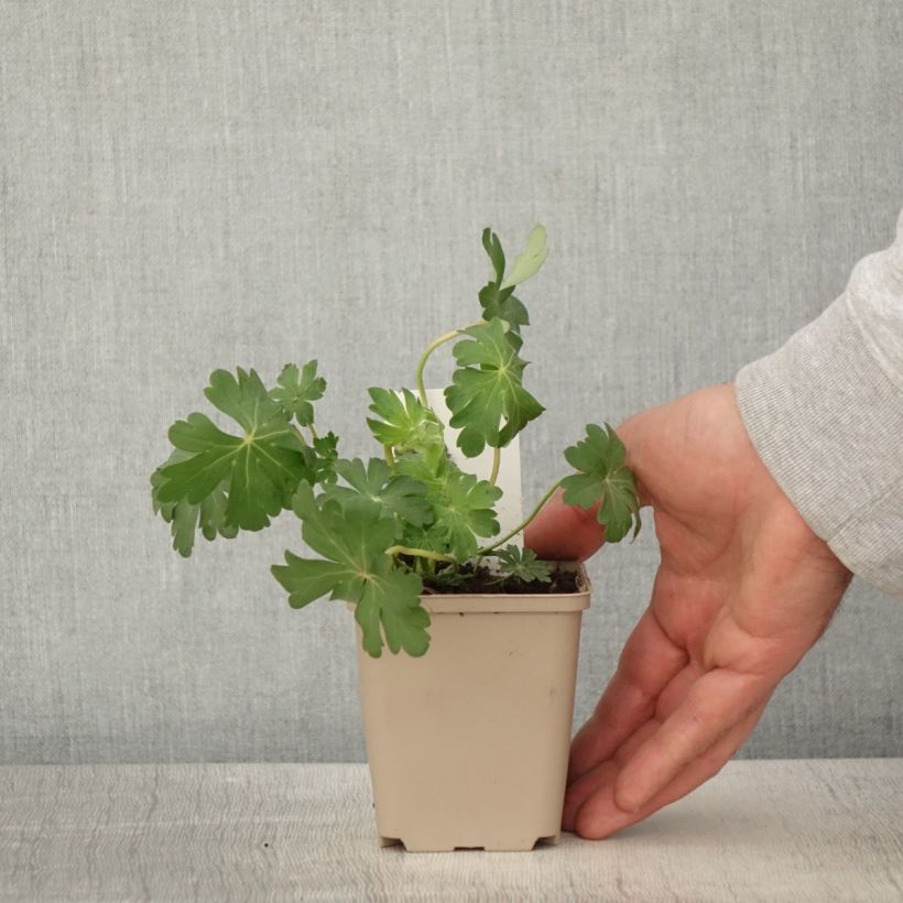 Spécimen de Géranium vivace cantabrigiense St Ola Godet de 9cm tel que livré au printemps