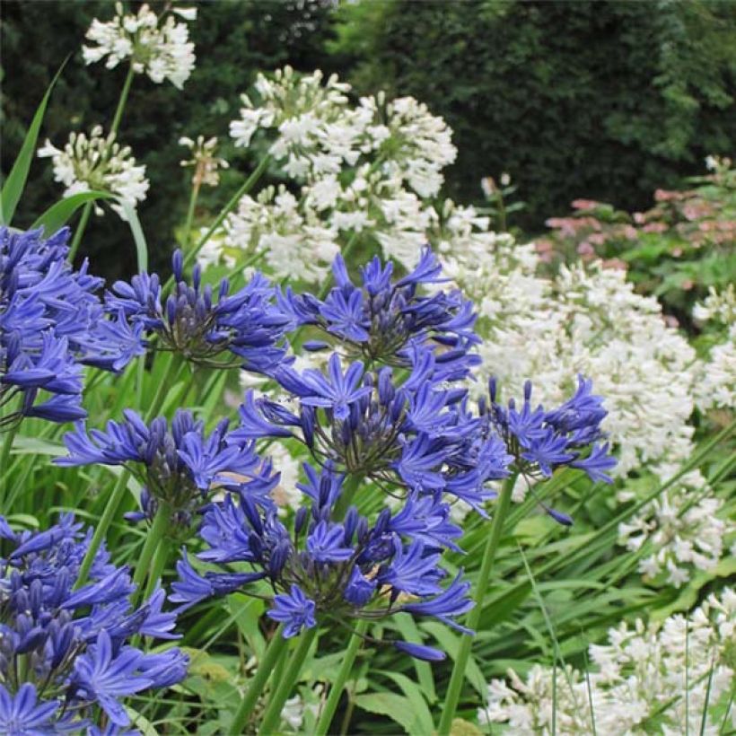 Duo d’Agapanthes blanc bleu (Floraison)