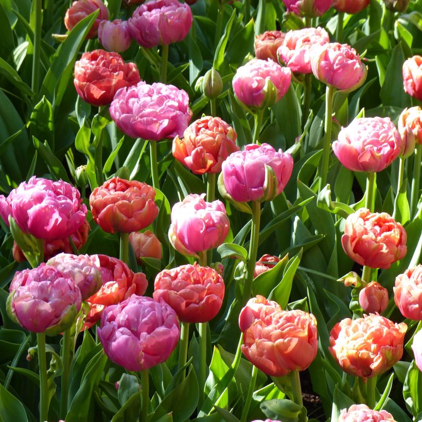 Duo Petits bulbes à naturaliser pour le soleil rose et bleu (Floraison)