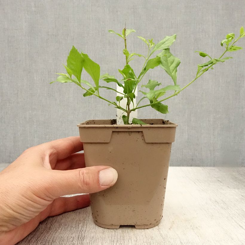 Spécimen de Duranta repens ou erecta - Vanillier de Cayenne Pot de 1L/1,5L tel que livré en été