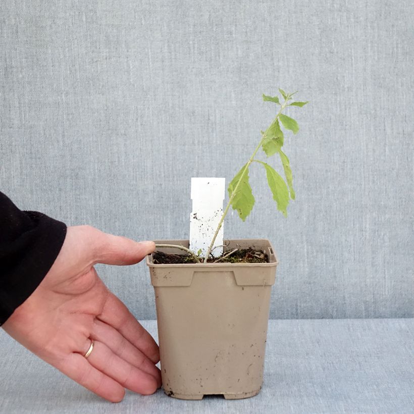 Spécimen de Duranta repens ou erecta - Vanillier de Cayenne - Pot de 1L/1,5L tel que livré au printemps
