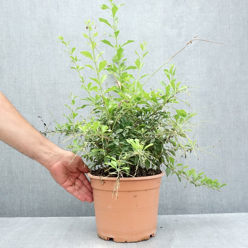 Spécimen de Duranta repens ou erecta - Vanillier de Cayenne Pot de 4L/5L tel que livré en été