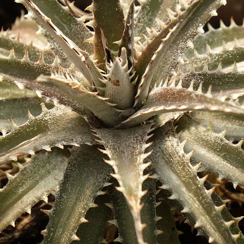 Dyckia Grand Marnier (Feuillage)