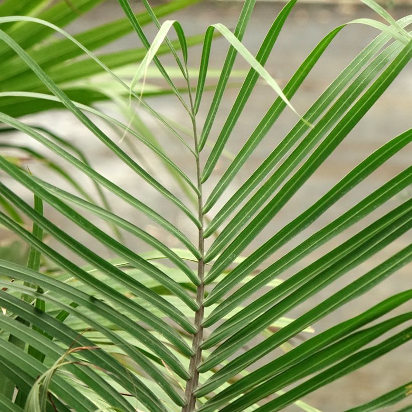 Dypsis decaryi - Palmier triangle (Feuillage)
