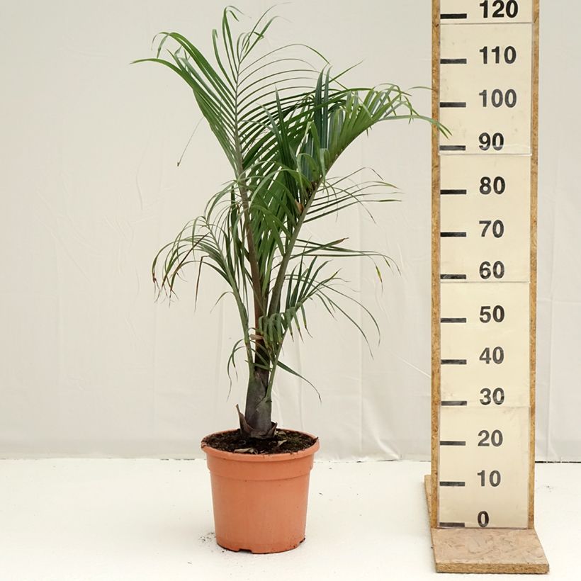 Spécimen de Dypsis decaryi - Palmier triangle Pot de 7,5L/10L tel que livré au printemps
