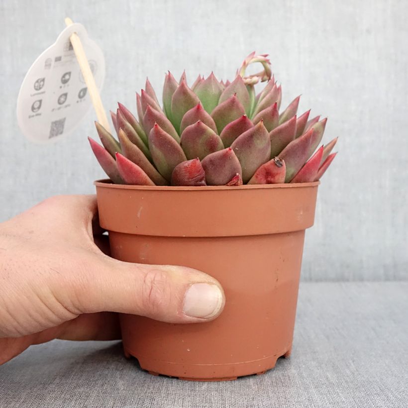 Spécimen de Echeveria agavoides Pot de 1L/1,5L tel que livré en hiver