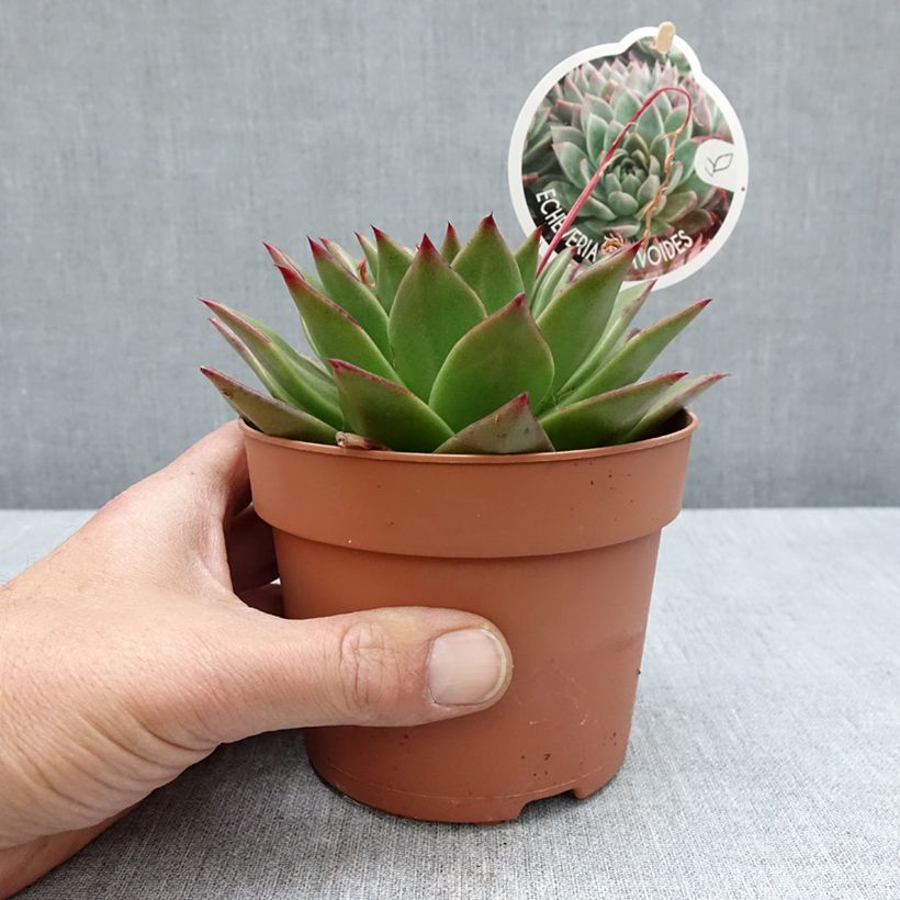 Spécimen de Echeveria agavoides - Pot de 1L/1,5L tel que livré au printemps