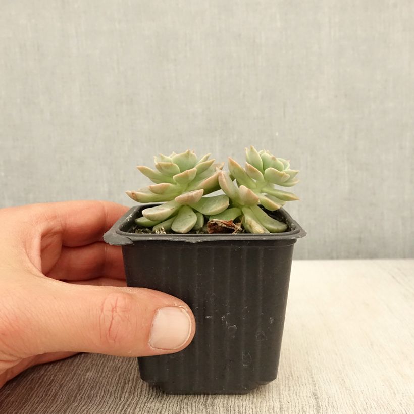 Spécimen de Echeveria derenbergii  - Godet de 8/9 cm tel que livré au printemps