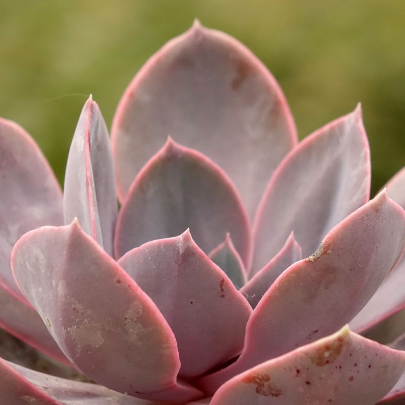 Echeveria Perle Von Nürnberg (Feuillage)