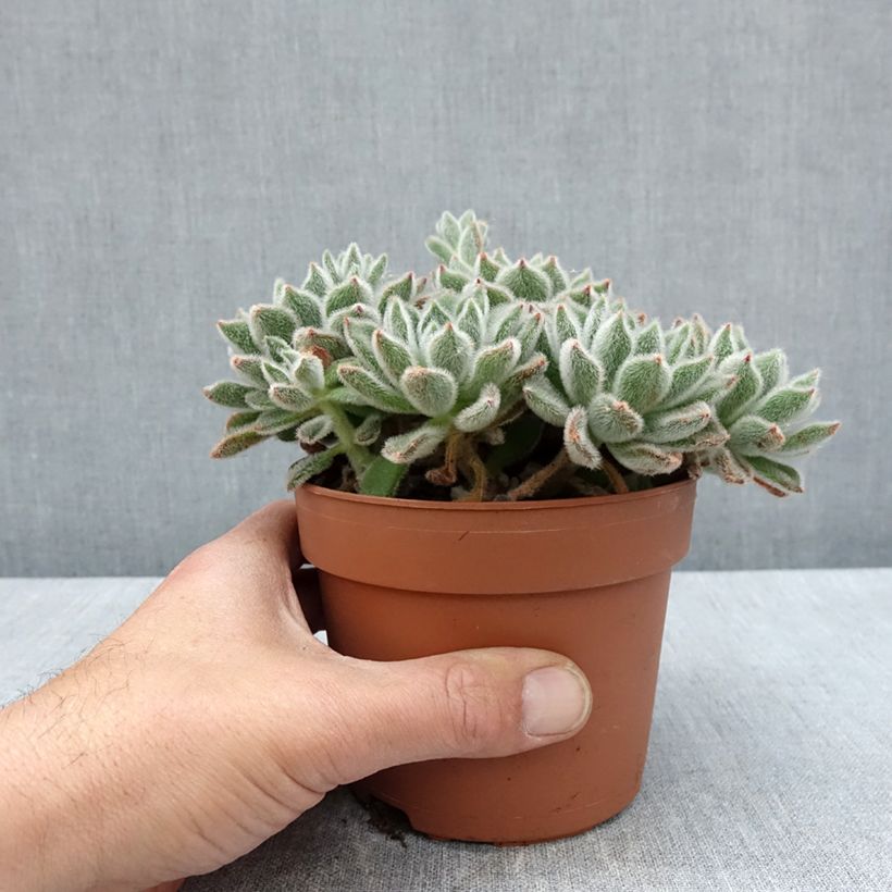 Spécimen de Echeveria setosa - Pot de 1L/1,5L tel que livré au printemps