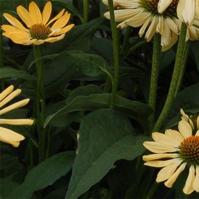 Echinacea Aloha - Echinacée (Feuillage)