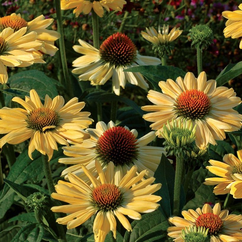 Echinacea Aloha - Echinacée (Floraison)