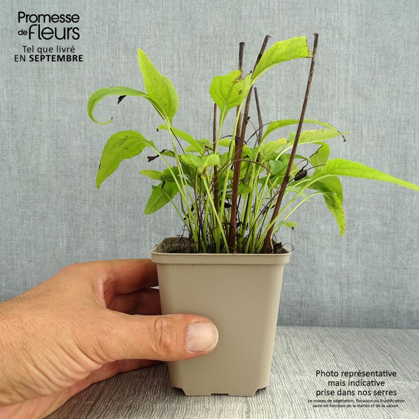 Spécimen de Echinacea Avalanche - Echinacée Godet de 8/9 cm tel que livré en été