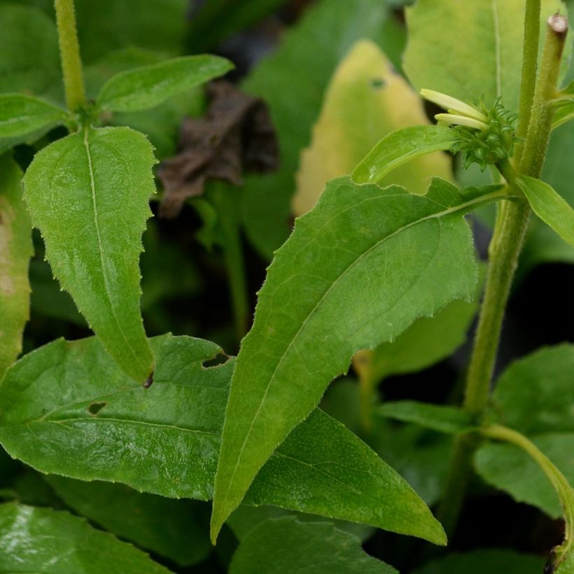 Echinacea Avalanche - Echinacée (Feuillage)