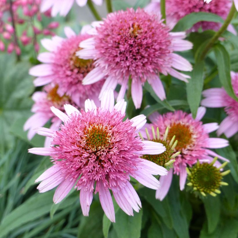 Echinacea Butterfly Kisses - Echinacée (Floraison)