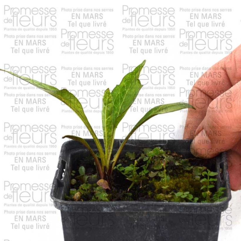 Exemple de spécimen de Echinacea Catharina - Echinacée Godet de 9cm tel que livré
