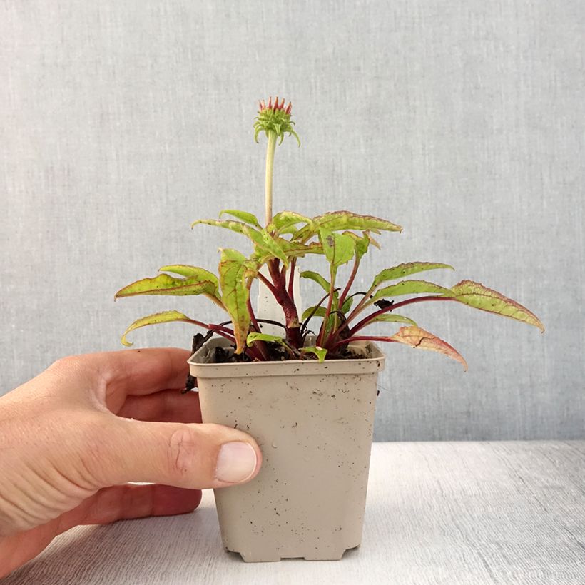 Spécimen de Echinacea Cheyenne Spirit - Echinacée Godet de 8/9 cm tel que livré en été