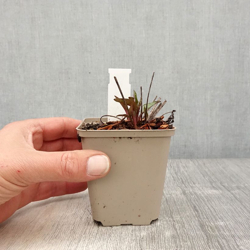 Spécimen de Echinacea Cheyenne Spirit - Echinacée Godet de 8/9cm tel que livré au printemps