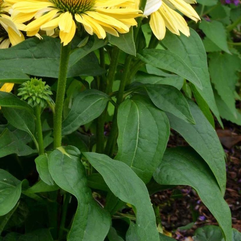 Echinacea Chiquita - Echinacée (Feuillage)