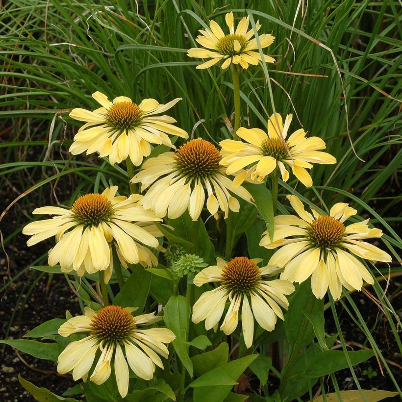 Echinacea Chiquita - Echinacée (Floraison)