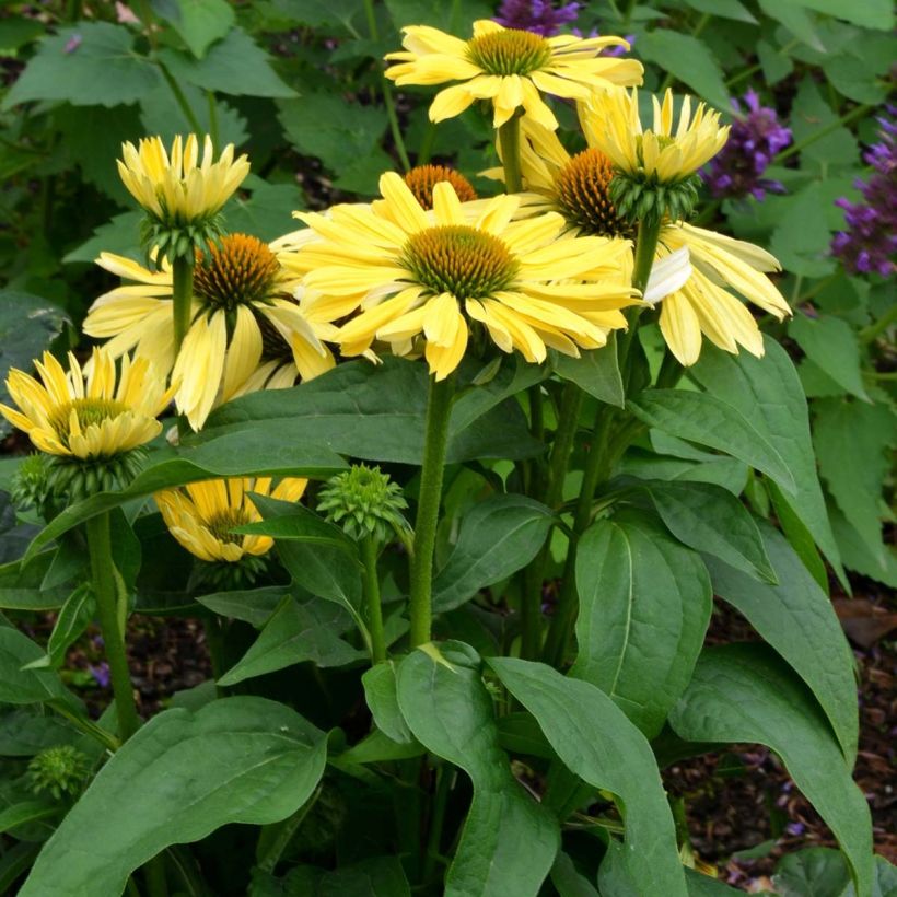 Echinacea Chiquita - Echinacée (Port)